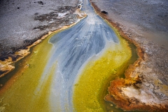 13_Neilson_Yellowstone